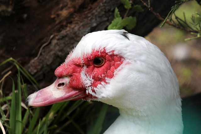 色的战术执 色的战术执