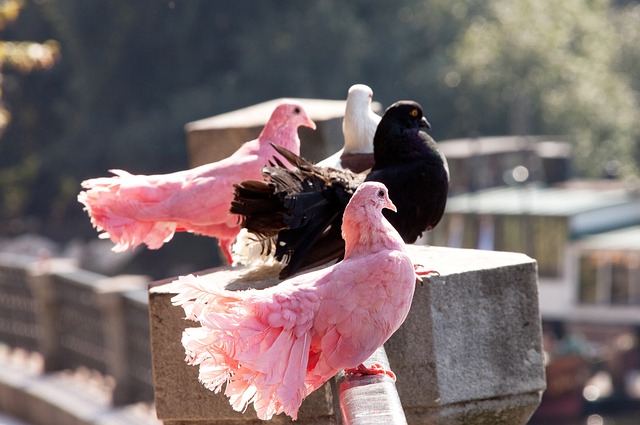 斯的对抗 斯的对抗